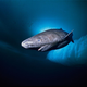 Illustration for article titled Rare Shark Spotted In Russian High Arctic, Researcher Freaks Out